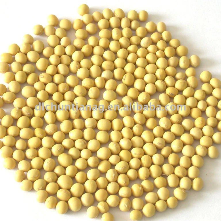 Chinese soybean
