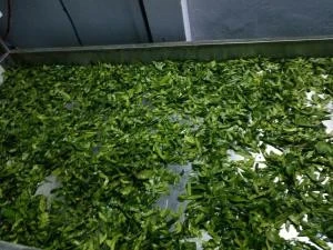 Dried Kaffir Lime Leaves 100% Natural Product MS. JENNY +84 905 926 612