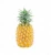 Import Export Oriented Good Quality Farm Fresh Pineapple from Bangladesh