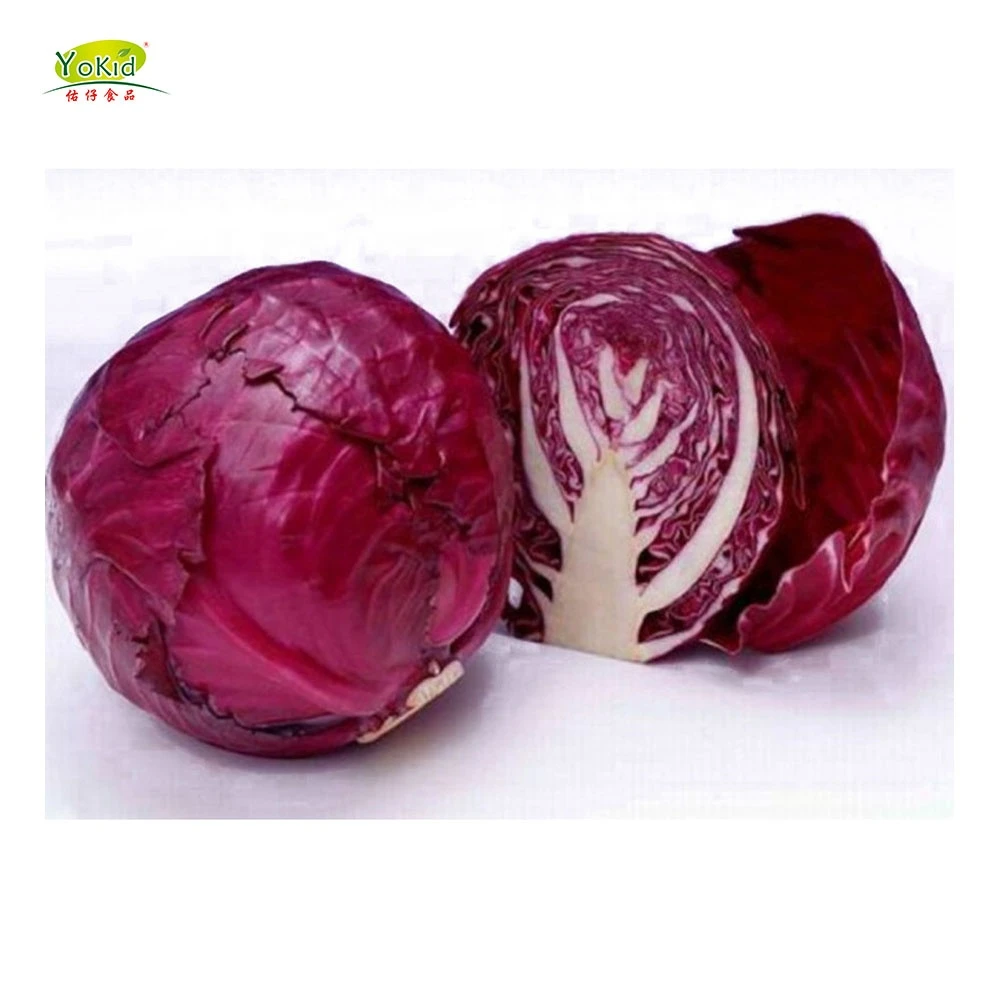 Exporter Fresh Red Young Purple Cabbage From China