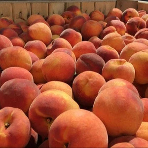 Freeze Dried Peach / Fresh Peach Fruits / Caned Peach Fruits For Export