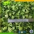 Import Fresh Broccoli Vegetable Broccoli In Carton from China
