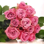 Fresh Cut Rose flower
