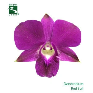 Fresh Dendrobium Red Bull Orchid Cut Flower From Thailand