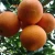 Import Fresh navel orange 1st class citrus fruit producers from China