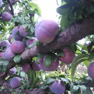 fresh plums chinese plum black president plum