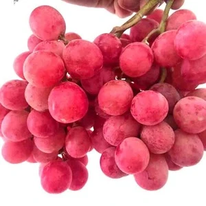 Fresh Red Grapes for sale