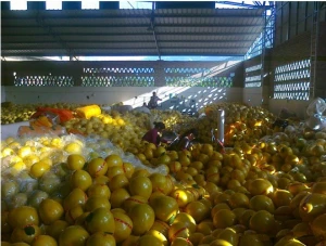 Fresh Shaddock Fruits Factory