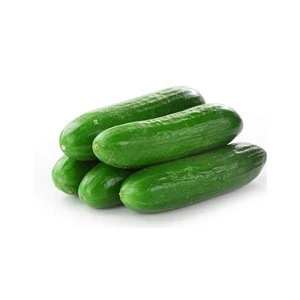 Fresh Vegetables Cucumber Exporter In UK