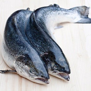 Frozen Salmon Whole Round Tuna Fish