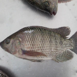 Frozen Tilapia Fish Whole Round With Wholesale Price Offer
