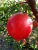 Import Fruit Pomegranate Dark Red Fresh Bulk Quantity High Volume from India