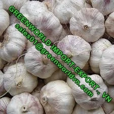 GARLIC WITH HIGHEST QUALITY AND BEST PRICE