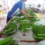 Import Good price, product quality of Hoang Kim/ fresh banana/ green banana from Vietnam