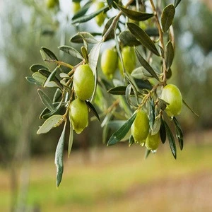 Good Quality Fresh Olives Available For Sale