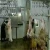 Import Hajj Mutton Meat Processing Machine For Halal Carcass Abattoir from China