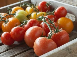 HIGH Grade  Solid Fresh Tomato For Export AT GOOD PRICES