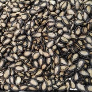 High quality Black Watermelon Seeds with best price