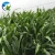 High Sprouting Rate Fodder Grass Seeds Pasture Seeds Sweet Sorghum Dochna Sorghum Bicolor Seeds