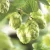 Import Hops extract xanthohumol hops extract from China