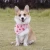 Import hot sale cute dog pet triangle collar birthday bandana scarf accessories from China