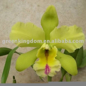 Indoor Potted Plant Beautiful Orchid Flower Cattleya Seedling