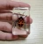 Import Insect specimen in resin block Pre school educational teaching resources from China