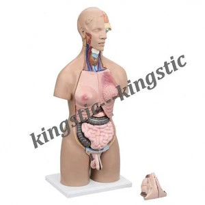 Kingstic human anatomy model with organs for medical science