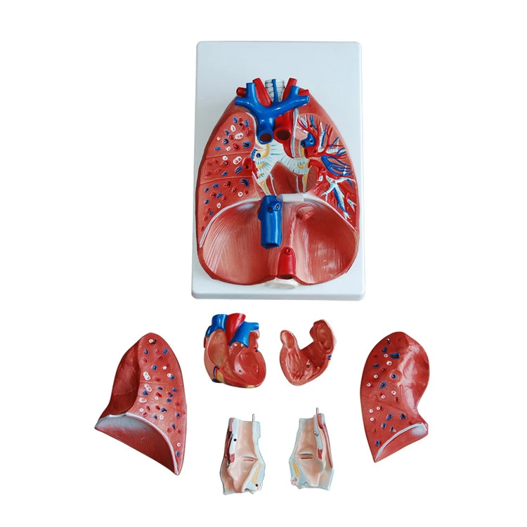Larynx, heart and lung model Lung anatomy model Respiratory system structure Human internal organ model