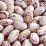 Light Speckled Kidney Bean