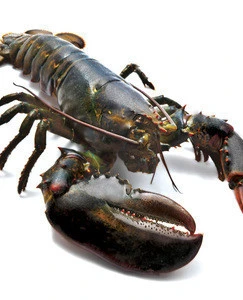 Live Lobster/fresh chilled Lobster/Frozen Lobster!