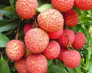 Lychees in light syrup in glass jar 20oz
