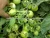 Import Marina F1 (PELLETED) Hybrid Tomato Seeds from China