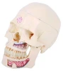 Medical anatomical skull model Life-size Human Skull model (10parts)