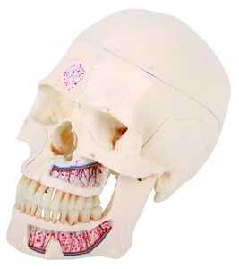 Medical anatomical skull model Life-size Human Skull model (10parts)
