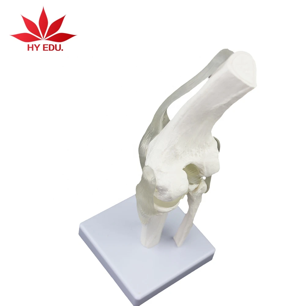 Medical Bone model ligament Functional Knee Joint model