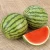 Import Mexico Grown Watermelon Seedless Fruit Robinson Fresh MOQ 5 COUNT Quick Delivery in US from USA