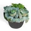 microgreen trays 35 gal hemp fiber bags cheap flower pots