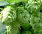 Natural Hops Flower Extract
