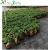 Import Natural Small Ficus Plant from China