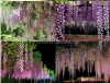 New Arrival artificial wisteria flower for wedding decoration supplies