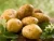 Import New Crop Holland Yellow Fresh Potato Ukraine from Ukraine