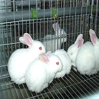 New design commercial industrial cheap rabbit breeding cages wire mesh cage for rabbit