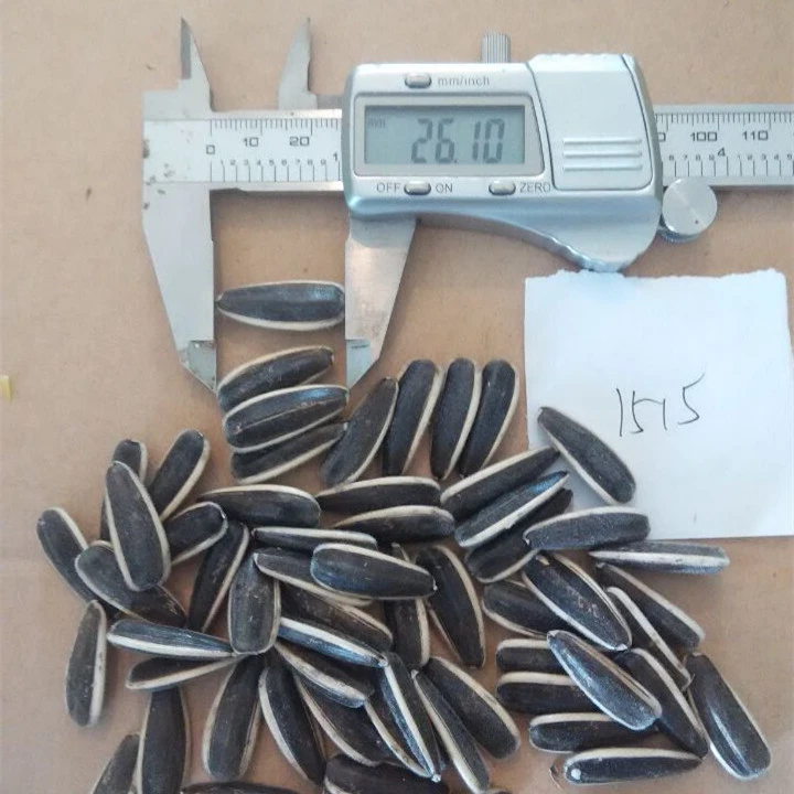 New Design Striped Sunflower Seeds for Cultivation