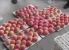 New Fresh Fruits Red FUJI Apples