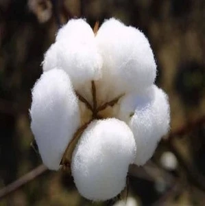 Organic  Cotton