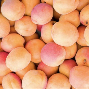 Organic Fresh Apricots (Fresh / Dried / Puree) For Sale