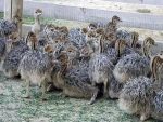 Ostrich Chicks for sale