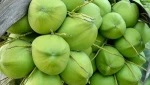 Premium Fresh Coconuts, Husked and Semi Husked/Affordable