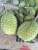 Import Premium Fresh Durian from Thailand